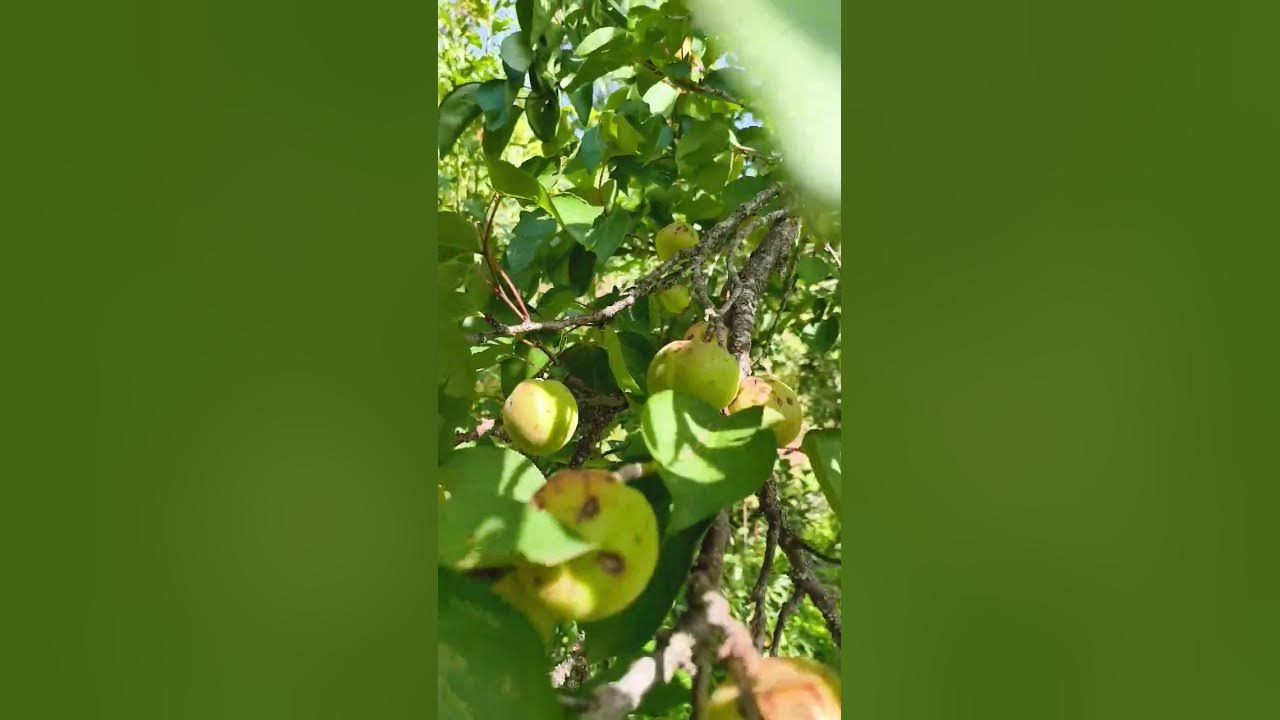 new kumauni song☺️#apricots #pahadifruits #khumani🍋🍋