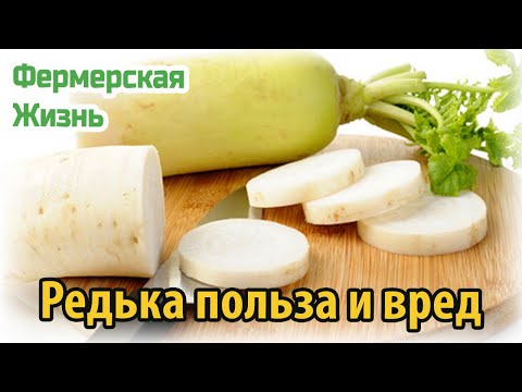 Редька польза и вред