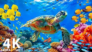Ocean 4K - красивые коралловые рифовые рыбы в аквариуме, морские животные для отдыха # 28