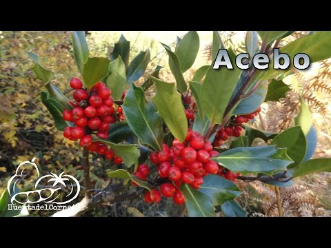 Video: Caída de hojas de primavera en plantas de acebo - ¿Por qué Holly pierde hojas en primavera?