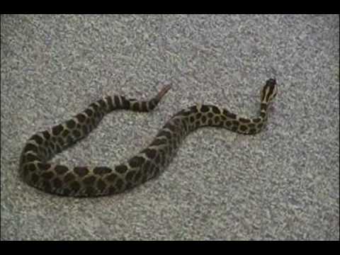 Eastern massasauga rattlesnake