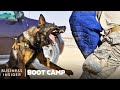 How Military Dogs Are Trained | Boot Camp | Business Insider