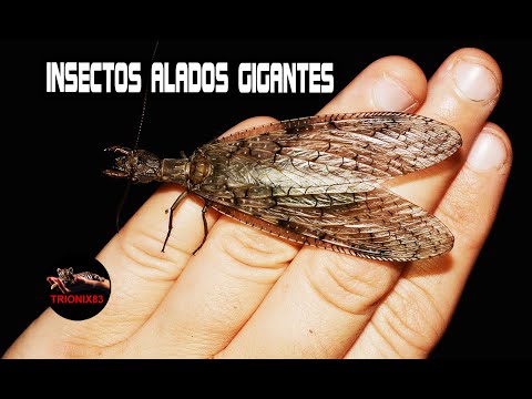 EL INSECTO VOLADOR MAS GRANDE DEL MUNDO ¿Cuáles son Los insectos voladores mas grandes del mundo? hqdefault