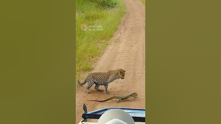 Monitor Lizard slaps a Leopard with its tail! #animals #wildlife