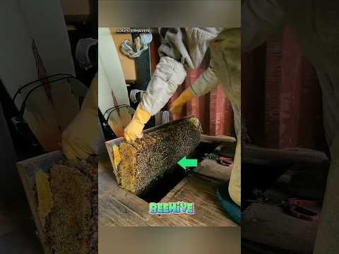 A Hidden Beehive