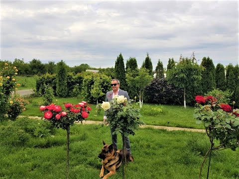 Video: Mutarea Trandafirilor în Miniatură în țară