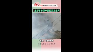 突发！里斯本辛特拉发生森林火灾，177名消防员参与救援