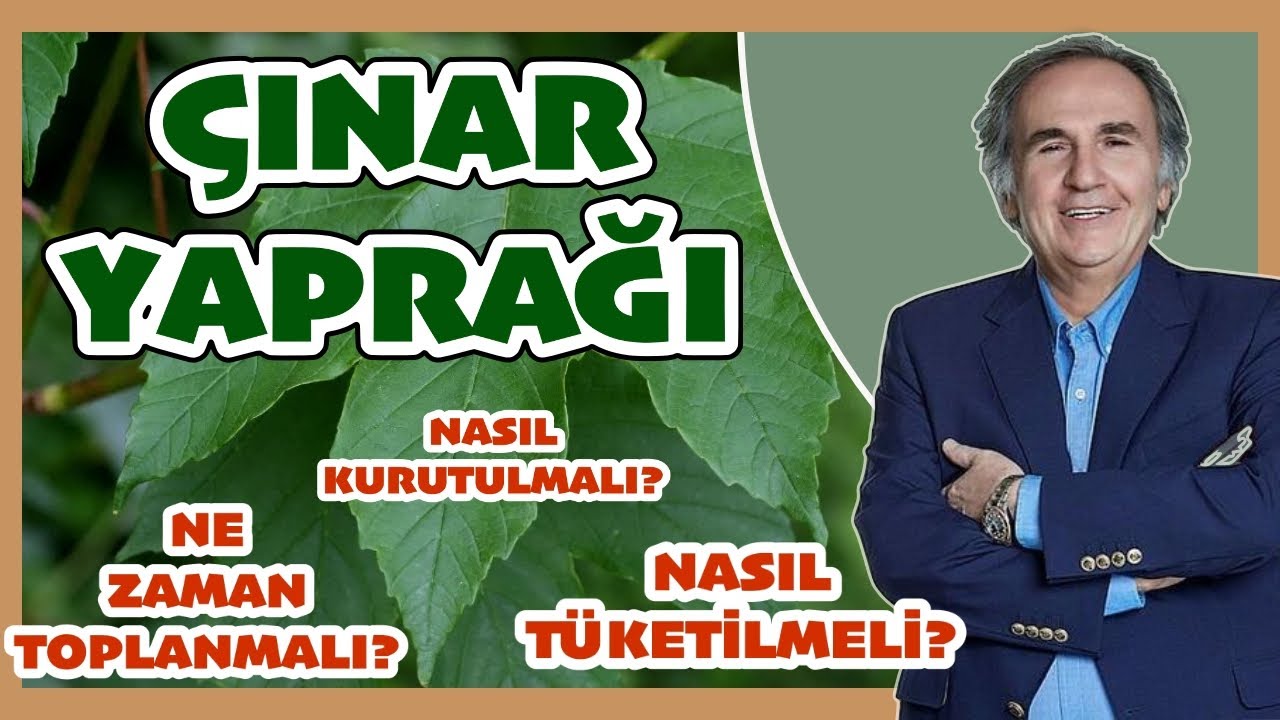 ÇINAR YAPRAĞI NE ZAMAN TOPLANMALI NASIL KULLANILMALI FAYDALARI NELERDİR. #çınaryaprağı #