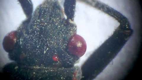 Pictures and video of a Boxelder bug with a Kodak M380 through and a  Swift Microscope