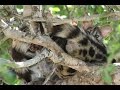 Cute Small Spotted Genet (Genetta genetta) mother with kittens