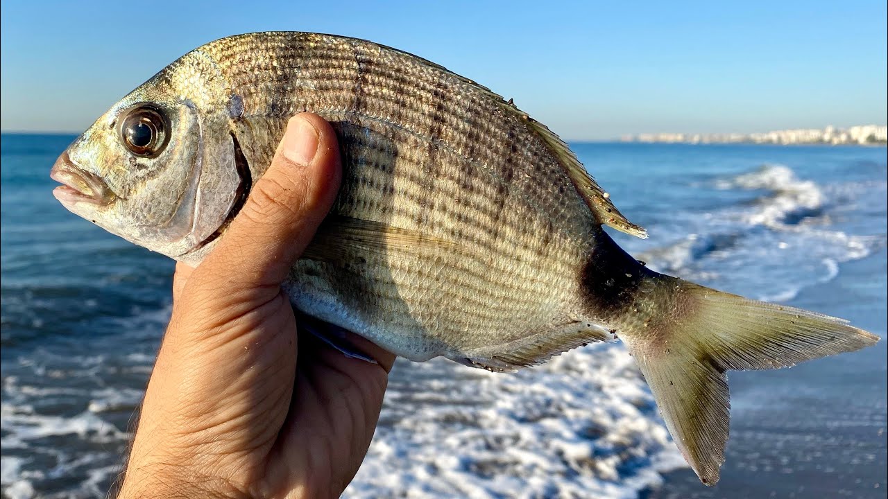 Kıyıdan Lrf Takım Sargoz Avı Her Atış Balık