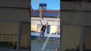 Dogjumping 🐶 training+ technique+ skills+ tiktok #shorts #dogloverbrain Net Worth