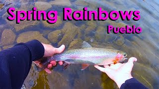 Pre Runoff Rainbows Pueblo Tailwater Spring Fly Fishing