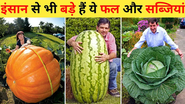 सबसे बड़े फल और सब्जियां | 10 Biggest Fruits & Vegetables In The World | Biggest Fruits & Vegetables - DayDayNews