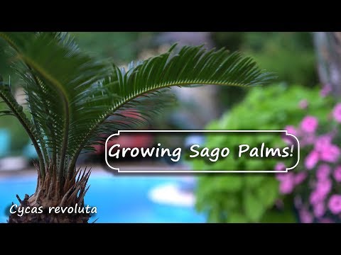 Vídeo: Sagu palm, ou Cycas revoluta: descrição, home care