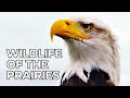 World of the Wild | Episode 5: The American Prairies | Free Documentary Nature