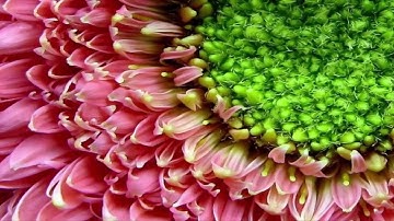قراءة رائعة من أخوين من سورة الحاقة فاما من اوتي كتابه بيمينه