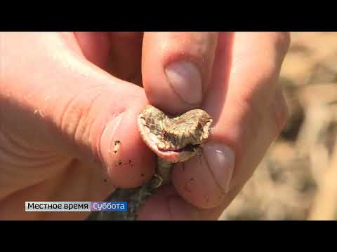 Видео: Кто-нибудь когда-нибудь умирал от укуса медноголового зева?