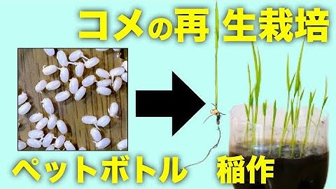 【再生野菜】スーパーのコメを再生栽培する方法！ペットボトルで稲をかんたんに育てよう【リボベジ】