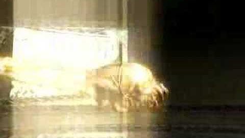 Stranger (RTS/RPG PC Game) - Gameplay Footage