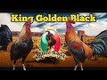 King golden black filipino quinta karla ing carlos costa mx tel 2291765973