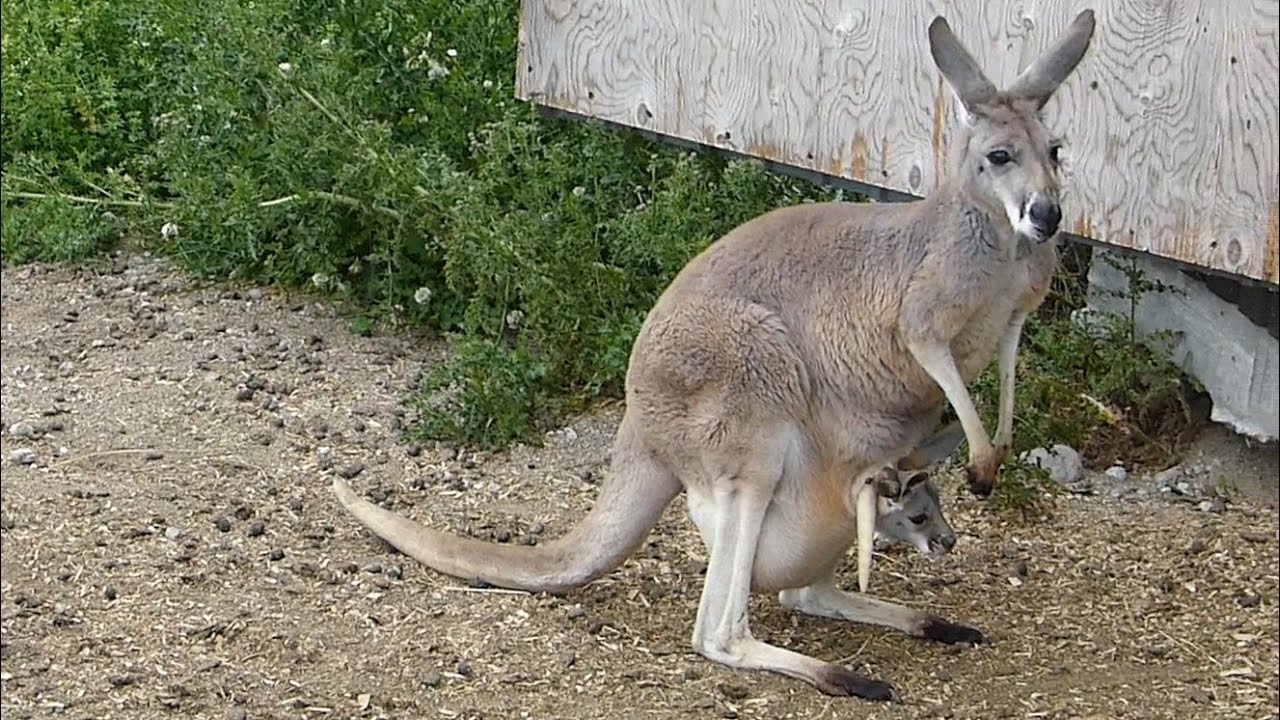 Kangourou Avec Bébé