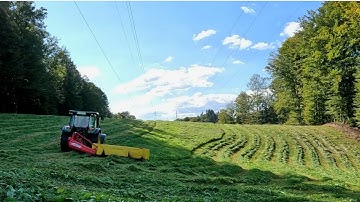 De laatste snede | Graskuilvoer voor melkkoeien op een kleine boerderij