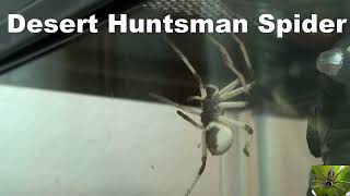 Large Desert Huntsman Spider Cerbalus Aravaensis