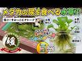メダカの尿を食べる水草!?「すみっこビオトープ」とコケない肥料の選び方【媛めだか】