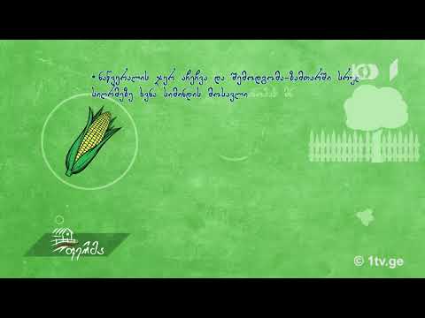 #უკეთრომაკეთო სიმინდის დასათესად ნიადაგის დამუშავება