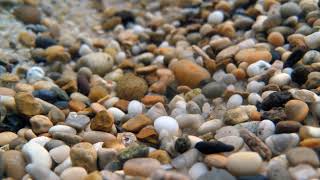 Substrate (aquarium) | Wikipedia audio article