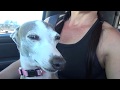 Italian Greyhounds Life Jackets and Test Swim Trip
