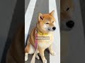 柴犬を飼う前に ９割の人が気になること。【#446 】 #柴犬 #柴犬との暮らし