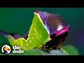 Watch This Caterpillar Turn Into A Puss Moth | The Dodo