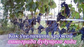 Как увеличить урожай винограда будущего года.Необходимые работы на винограднике осенью .