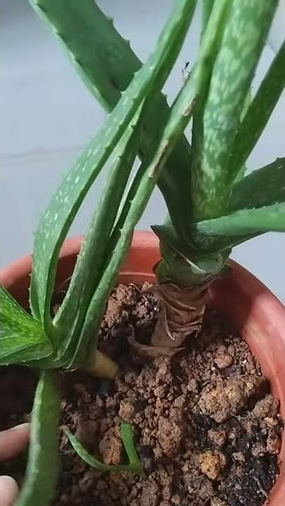 #aloevera #medicinalplant #shorts ALOE VERA |MEDICINAL PLANT l SABILA