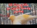 وضعت ذكرين كناري بنفس القفص وكانت النتيجة صادمة احذر من هذا الخطاء وضعت ذكرين كناري بنفس القفص وكانت النتيجة صادمة احذر من هذا الخطاء