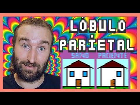 El LÓBULO PARIETAL | 🧠El Atlas del Cerebro
