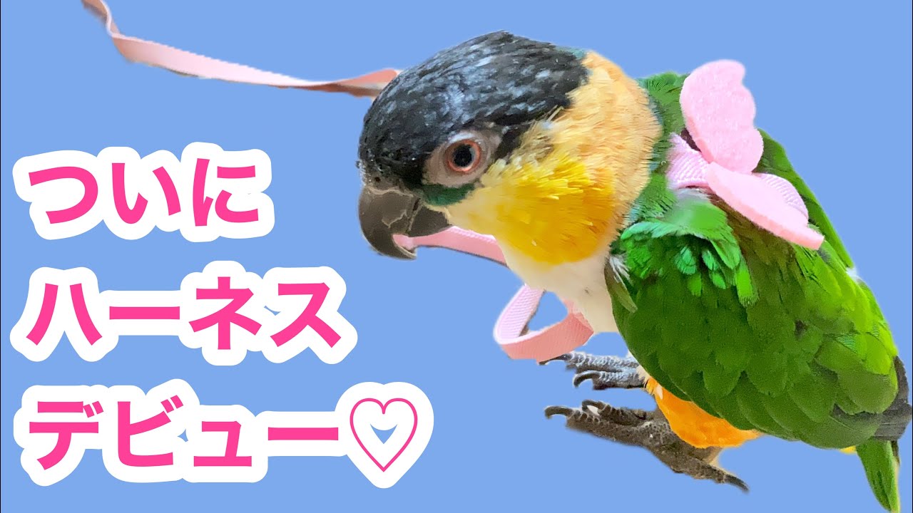 鳥用ハーネスの紹介】〜お散歩への第一歩〜ズグロシロハラインコ - YouTube