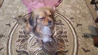 İtiniz Üçün 5 Dəqiqədə Paltar Tikmək .