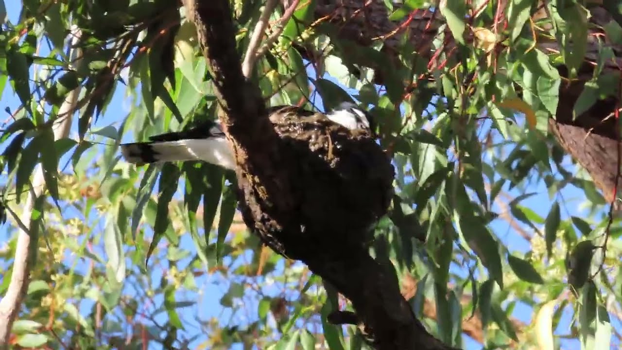 Mudlarks (Peewees) building their nest of mud