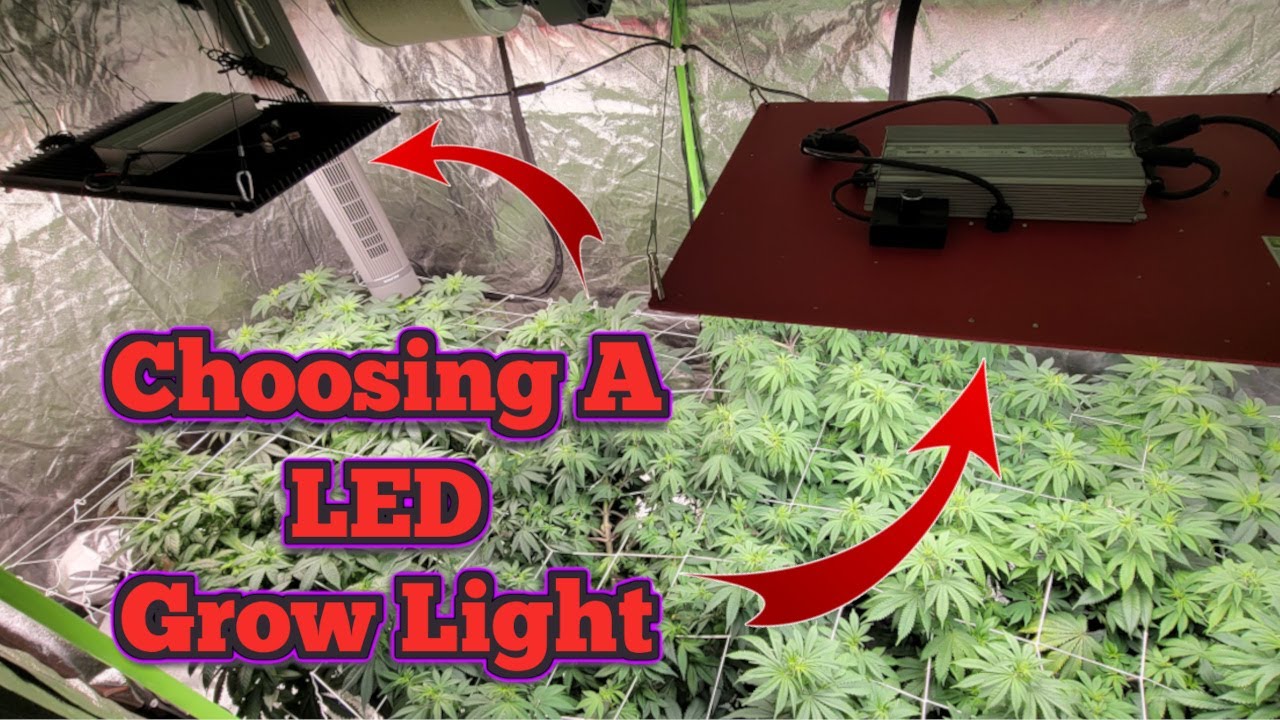 LED Grow Lights Explained: Choosing the Best for Your Cannabis