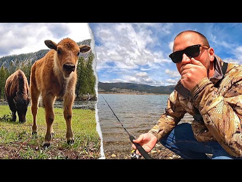 TROUT FISHING & Exploring YELLOWSTONE!!! BABY BISON, Bears & Wolves Encountered!