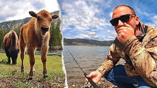 TROUT FISHING & Exploring YELLOWSTONE!!! BABY BISON, Bears & Wolves Encountered!