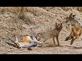 The African Wolves Africa S Misunderstood Predators The African Wolves Africa S Misunderstood Predators