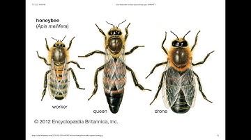 Queens, workers & drones