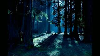 Пение птиц в ночном лесу. Sounds of the night forest, birds singing.