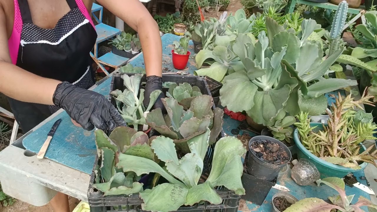 E mais plantio bora e um dos milagres de Deus en nossas vidas #plantas #suculentas 