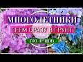 ТОП 6 САМЫХ НЕПРИХОТЛИВЫХ МНОГОЛЕТНИКОВ / ВАЖНО ПОСЕЯТЬ ИХ ИМЕННО В ОКТЯБРЕ СРАЗУ В ОТКРЫТЫЙ ГРУНТ