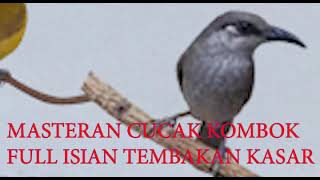 Cucak Kombok Gacor Isian Mewah Kecial Kombok Gacor Full Isian